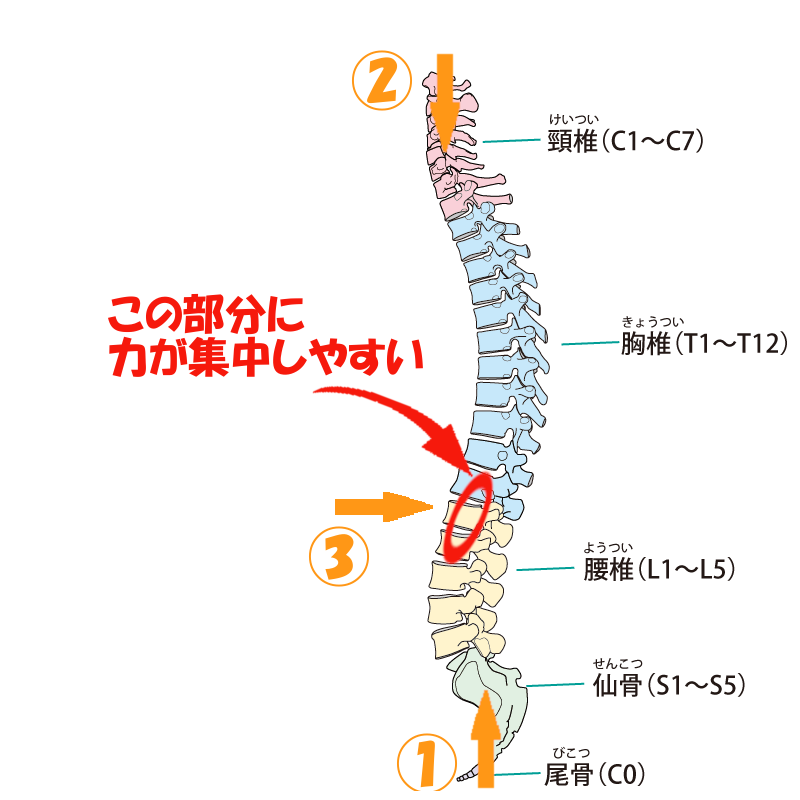 かんたんー圧迫骨折ー概論 いい医者 Com